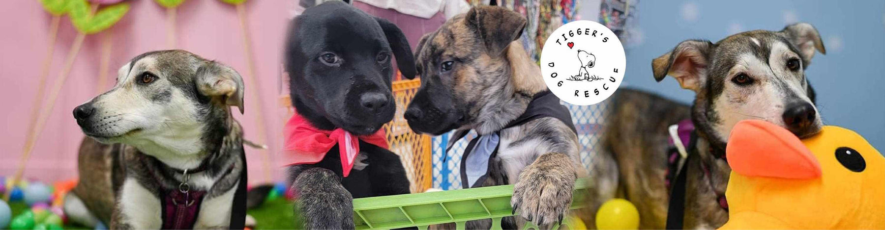 BlackboxMyCar sends out furr-ever love to Tigger’s Dog Rescue in Saskatchewan with a $5,000+ donation to their Pawther's Day Fundraiser - 