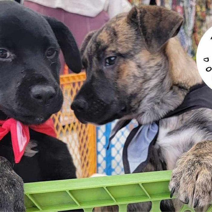 BlackboxMyCar sends out furr-ever love to Tigger’s Dog Rescue in Saskatchewan with a $5,000+ donation to their Pawther's Day Fundraiser - 