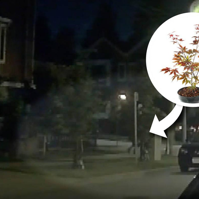 How a Dash Cam Captured the Theft of a Japanese Maple Tree - - BlackboxMyCar Canada