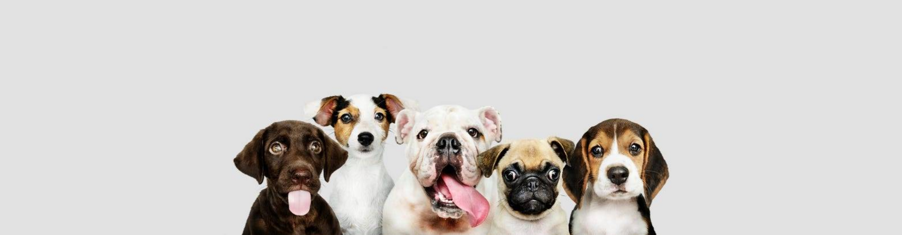 Love Your Pet Day: Protecting Your Furry Friends with Dash Cams cover image