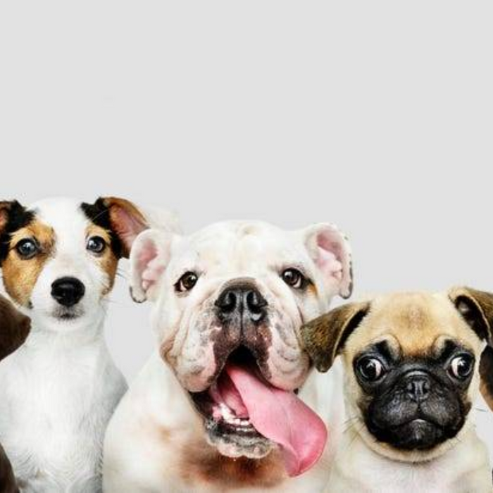 Love Your Pet Day: Protecting Your Furry Friends with Dash Cams cover image