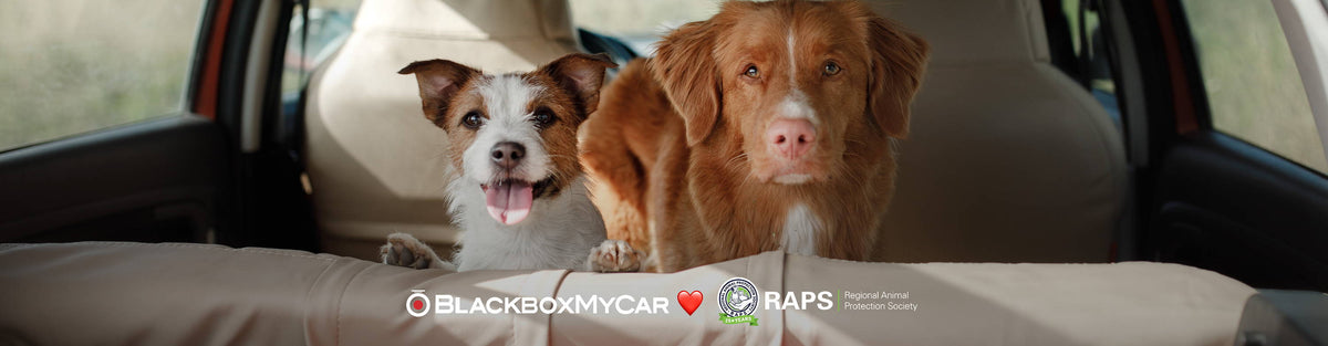 Protecting Your Fluffy Co-Pilots - How to Keep Your Pets Safe on Your Drives cover image