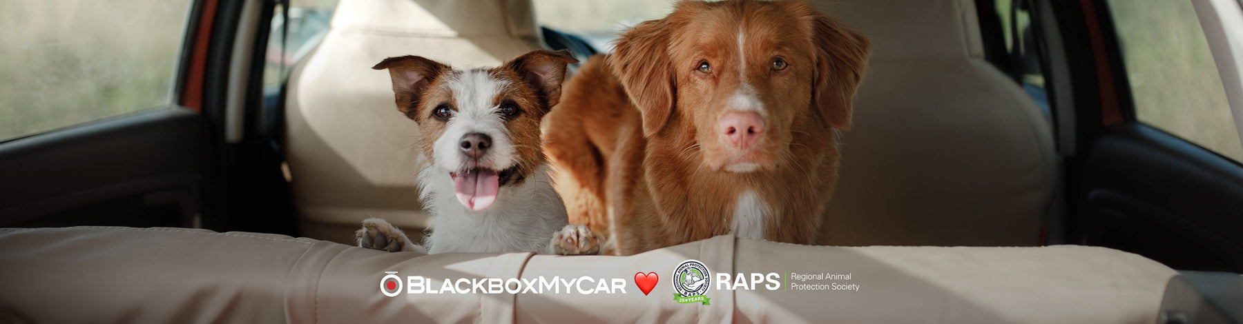 Protecting Your Fluffy Co-Pilots - How to Keep Your Pets Safe on Your Drives cover image