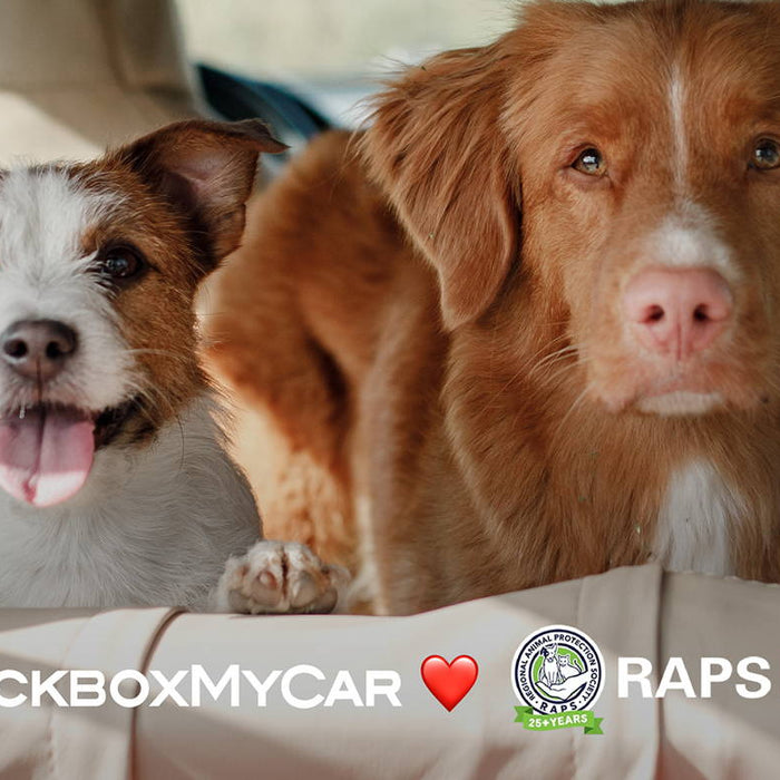 Protecting Your Fluffy Co-Pilots - How to Keep Your Pets Safe on Your Drives cover image